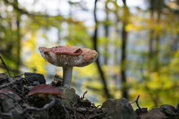 Toadstool mushroom in the forest. Slovakia