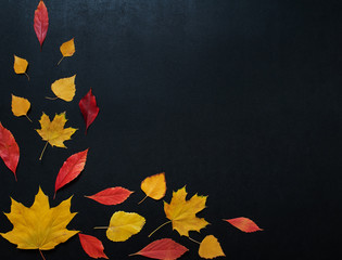 Autumn composition with color leaves ornament on balck slate board with copy space. bright maple foliage season autumn text retro country style flat lay top view dark background