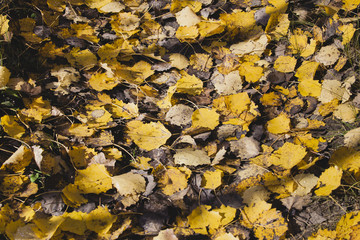Autumn blanket of fallen leaves