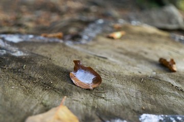 Pupa on the leaf. Slovakia