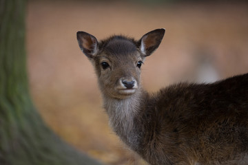Hirschkalb im Wald