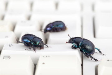Bugs, computer, virus, malicious keyboard