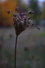 atmosphere of autumn. dried flowers