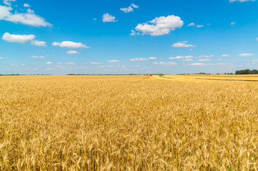 Ripe wheat field during harvesting. Russia