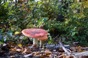 Toadstool mushroom in the forest. Slovakia