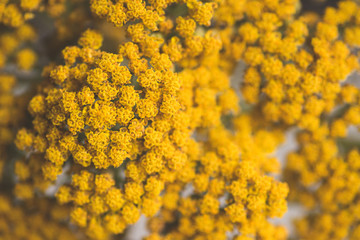 Fototapety  Tiny Yellow Flowers