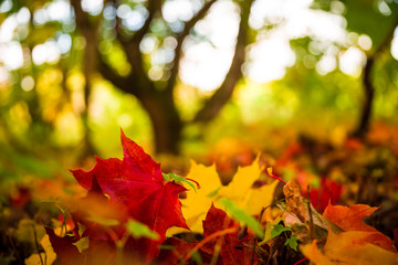 Fall. Autumn forest. Leaves lying at ground.