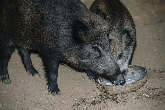 wild boar and her calf eating