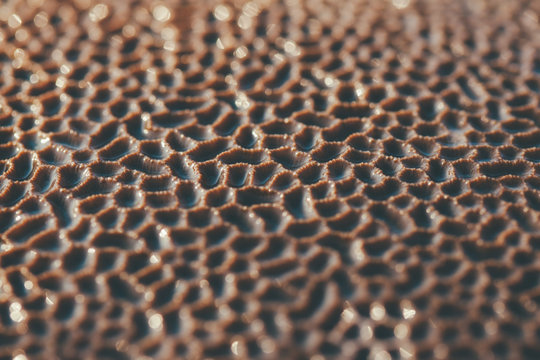 Coral Reef Texture