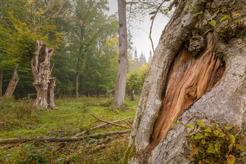 B&auml;ume in einem Urwald in Niedersachsen