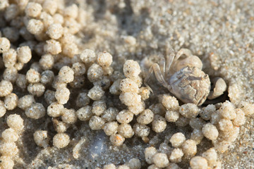 Crabs are on the beach.