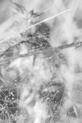 Morning dewed spider web on the plant. Slovakia