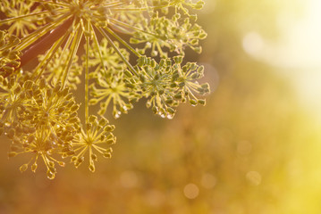 close-up of an umbel of garden angelica. angelica flower. - obrazy, fototapety, plakaty