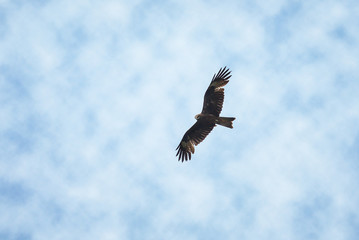 eagle fly in the air on cloudy sky background