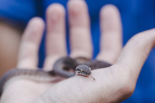 Little Snake