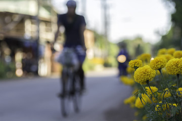 Marigolds yellow flower for remembrance for His Majesty The Late King of Thailand.