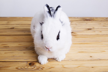 Obraz premium White rabbit on the wooden background