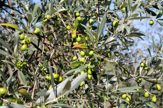 Green olives in a olive tree branch. Olive tree with green olives, close up. Concept of olives, tradition. Olive growing. Healthy food. Mediterranean.