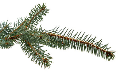 Fir tree branch. Pine branch. Christmas background.