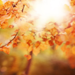 Autumn Background with Blurred Fall Golden Leaves and Bokeh Light