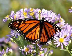 Monarch in Migration