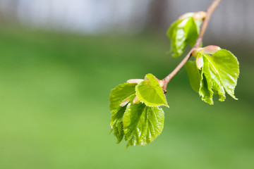 Linden tree young leaves. Fresh green leaf spring time scene. macro view branch, soft blurry background.