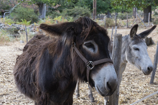 portrait of donkey standing behind a fence