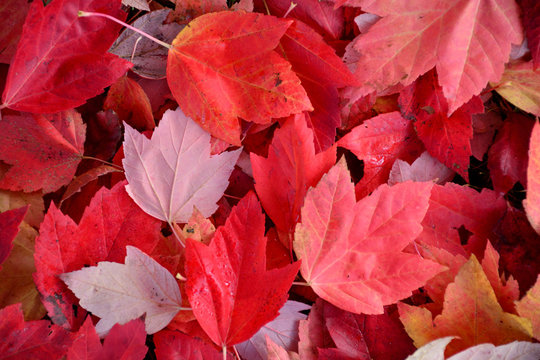 Pile Of Red Autumn Leaves