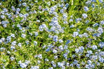 Fototapeta premium Flowers forget-me-nots grow on a forest glade 