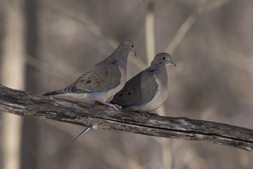 mourning dove couple
