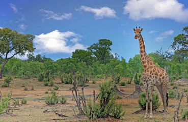 A solitary Giraffe (Giraffa camelopardalis) standing on the open savannah with a natural bush background in Hwange National Park, Zimbabwe