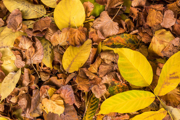 Autumnal leaves isolated on white background