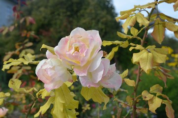 Rose blüht im Herbstgarten
