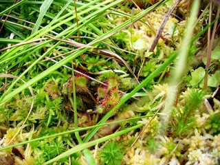 Gros plan de sphaigne et dros&eacute;ra dans une tourbi&egrave;re du Limousin en &eacute;t&eacute;  