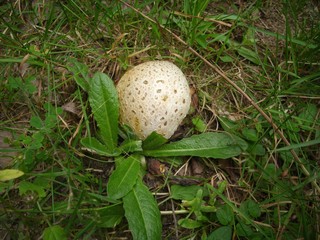 Champignon scléroderme vulgaire (Scleroderma citrinum) sur un sol herbeux. 