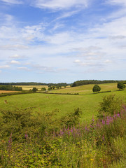 Fototapeta premium english summer landscape