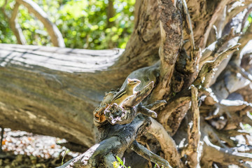 Tiny woodland chipmunk perched on a broken root of a large fallen tree