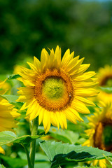 Fototapeta premium Sunflower and blue sky