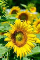Sunflower and blue sky