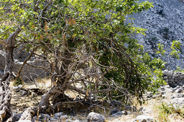 Obraz premium dry and live tree in the mountains