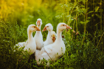 Five young goose together sit in the grass