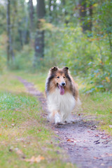 Plakat Running gold rough collie at a forest
