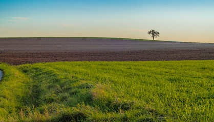 Der Baum