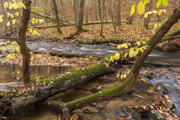 A wild river with broken trees acress the riverbed in the autumn