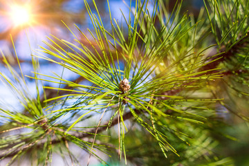 Beautifull coniferous pine tree on fresh natural forest background