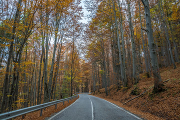 Autumn road