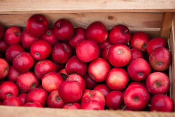 Fototapeta na wymiar red apples in a box