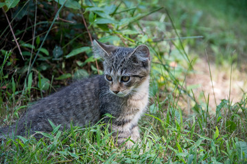Naklejka na ściany i meble Cute tabby kitten outdoors