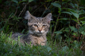 Cute tabby kitten outdoors
