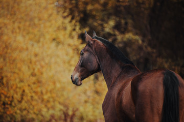 Bay horse gallops in an autumn landscape